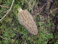 Morchella