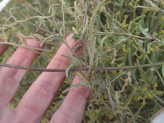 Convolvulus sagittatus