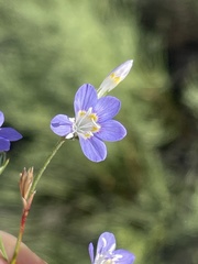 Eriastrum sapphirinum sapphirinum