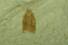 Pandemis canadana