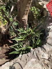 Tradescantia spathacea