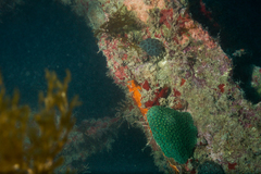 Montastraea cavernosa