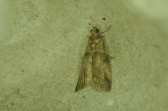 Acrobasis