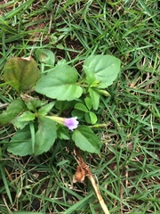 Torenia