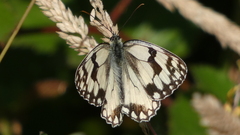 Melanargia lachesis