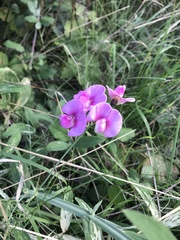 Lathyrus latifolius