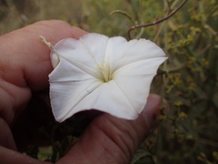 Convolvulus sagittatus