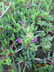 Ruschia rubricaulis