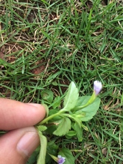 Torenia