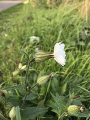 Silene latifolia