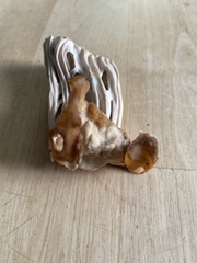 Helvella crispa