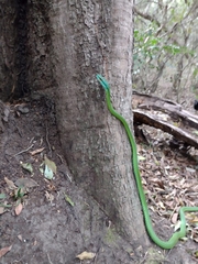 Leptophis ahaetulla marginatus