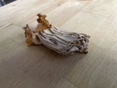 Helvella crispa