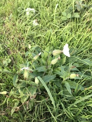 Silene latifolia