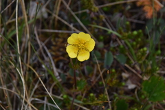 Geum calthifolium