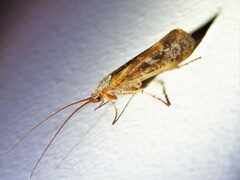 Limnephilus lunatus