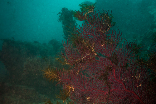 Muricea flamma