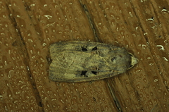 Xestia normanianus