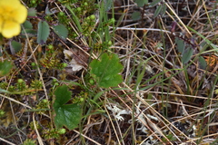 Geum calthifolium