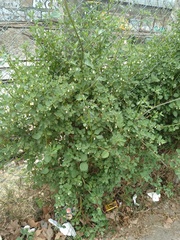 Salpichroa origanifolia