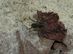 Ctenidae