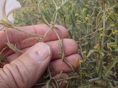Convolvulus sagittatus