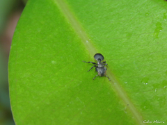Cephalotes pusillus