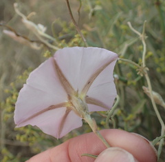 Convolvulus sagittatus