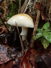 Amanita xylinivolva