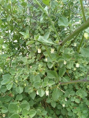 Salpichroa origanifolia