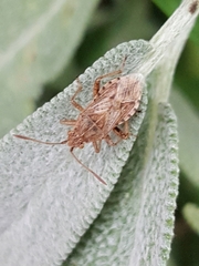 Stictopleurus abutilon