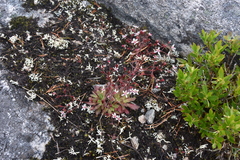 Micranthes ferruginea