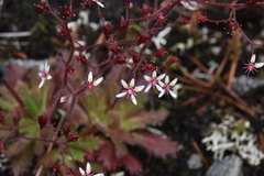 Micranthes ferruginea