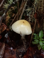 Amanita xylinivolva