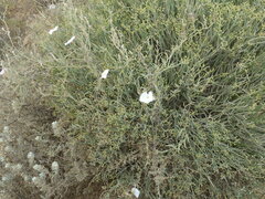 Convolvulus sagittatus