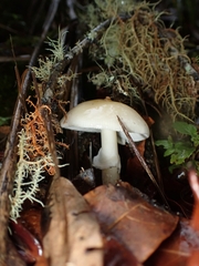 Amanita xylinivolva