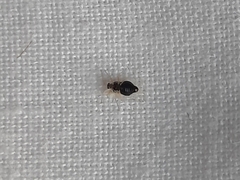 Corythucha ciliata