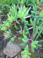 Ruschia rubricaulis