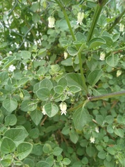 Salpichroa origanifolia