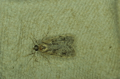 Scoparia basalis