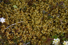 Racomitrium lanuginosum