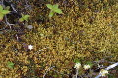Racomitrium lanuginosum