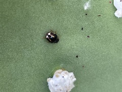 Hyperaspis trifurcata