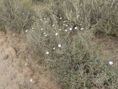 Convolvulus sagittatus
