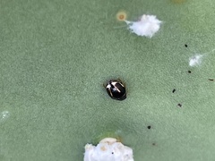 Hyperaspis trifurcata