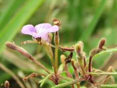 Misumenops maculissparsus