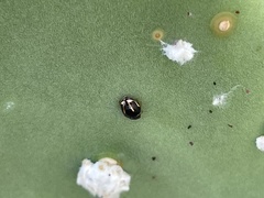 Hyperaspis trifurcata