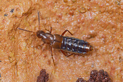 Aleocharinae