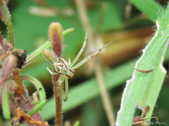 Misumenops maculissparsus