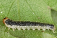 Cladius compressicornis